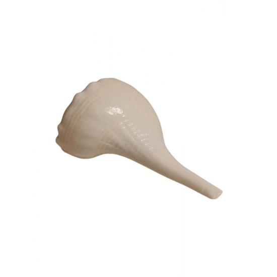 Natural Dakshinavarti Shankh / Right-Hand Conch Shell for Pooja & Teerth Jal, 4 Inch (₹500)