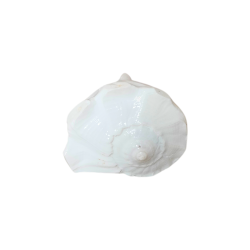 Dakshinavarti / Dakshin Mukhi Shankh / White Conch Shell for Puja, Length 4 inches (₹500)