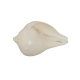 Pooja Shankh / Jal Sankha / White Conch Shell for Puja, Length 3 inches (₹80)