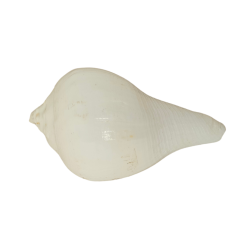 Pooja Shankh / Jal Sankha / White Conch Shell for Puja, Length 3 inches (₹80)