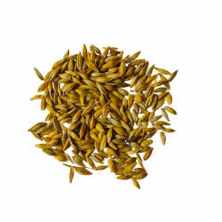 Jau (Unhulled Barley) for Pooja - 25g Packet (₹10)